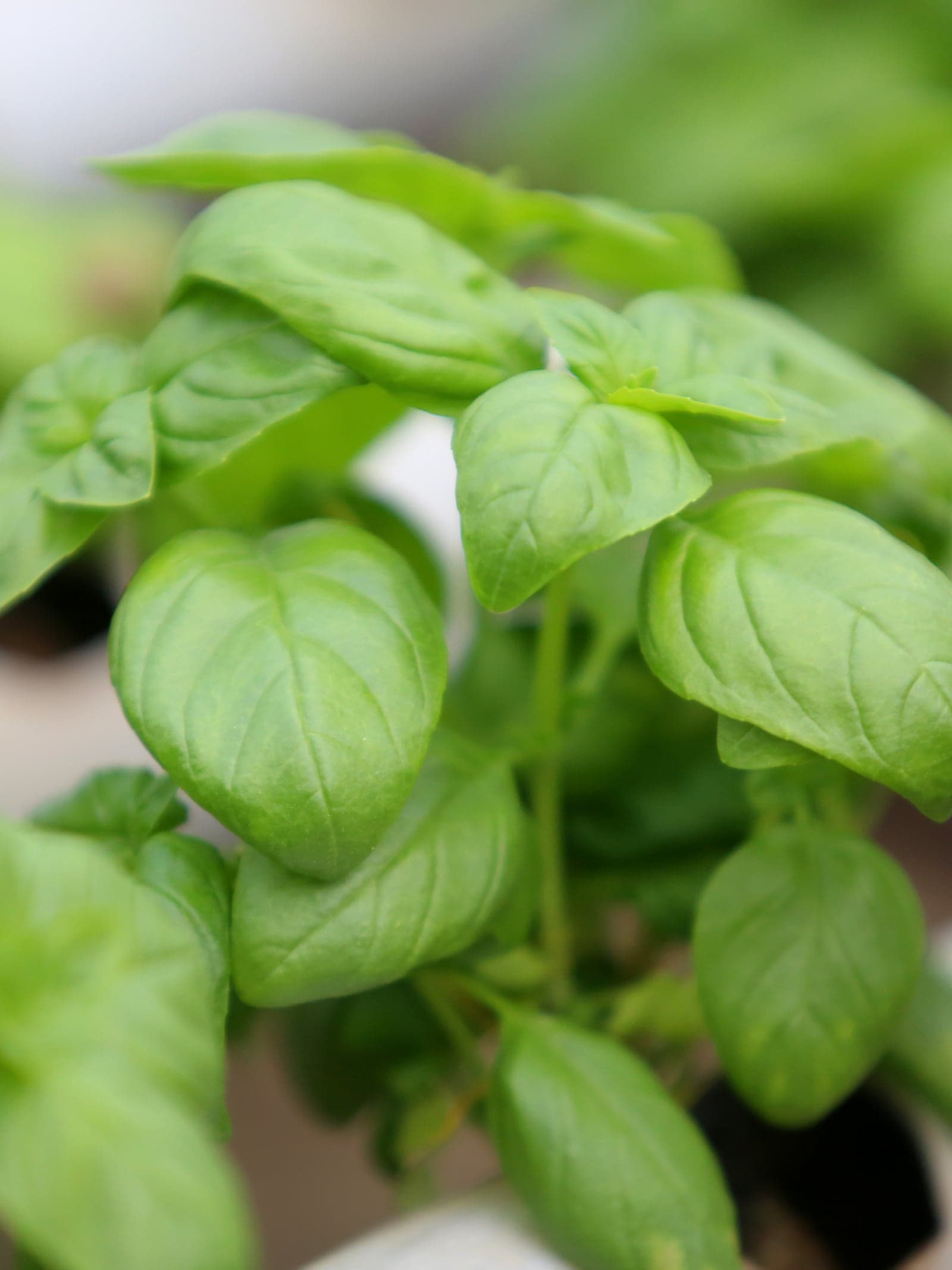 Basil