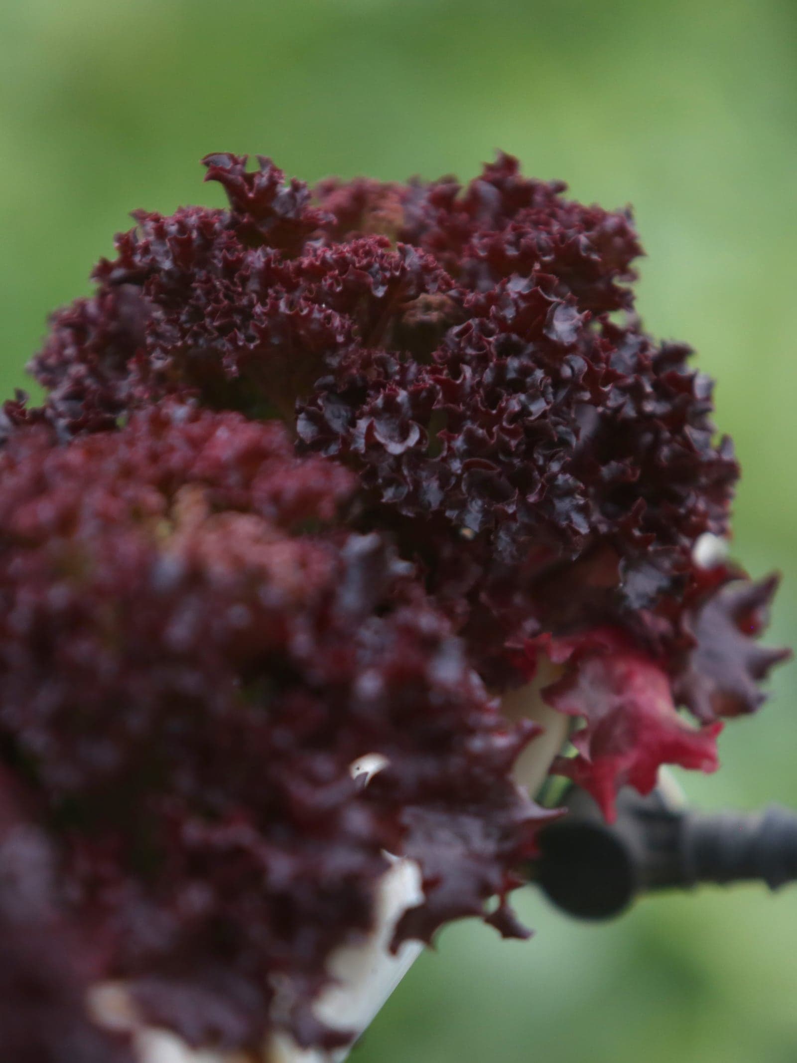 Lollo Rosso